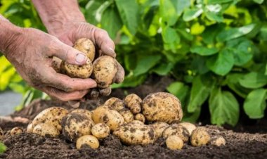 Bu sortdan 15-17 ton məhsul yığacağam