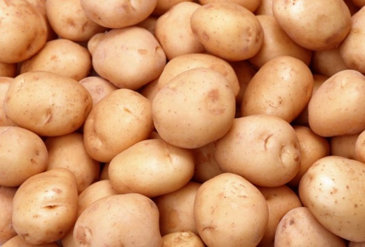 Bu sortdan 15-17 ton məhsul yığacağam