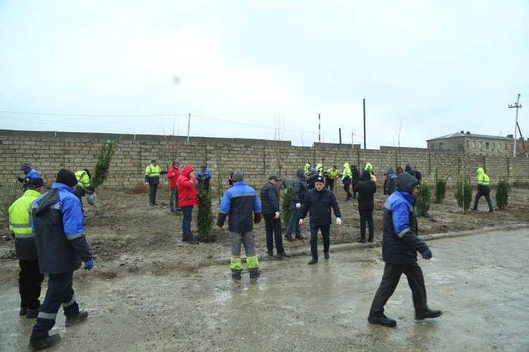 AMEA Yüksək Texnologiyalar Parkında Xan çinarı əkildi
