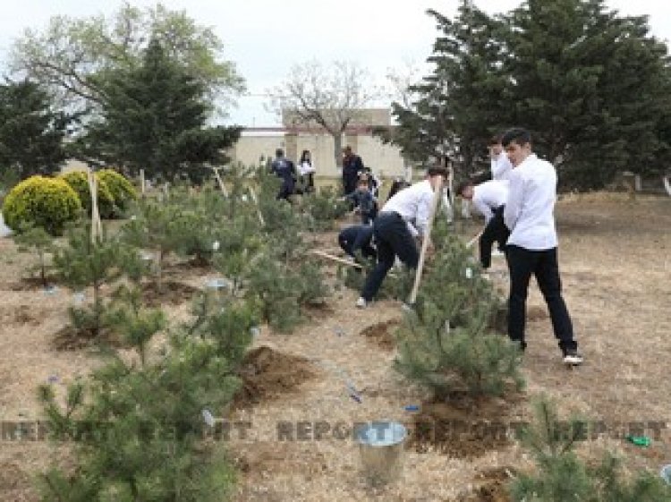 Heydər Əliyevin doğum günü münasibəti ilə ağacəkmə aksiyası keçirilib