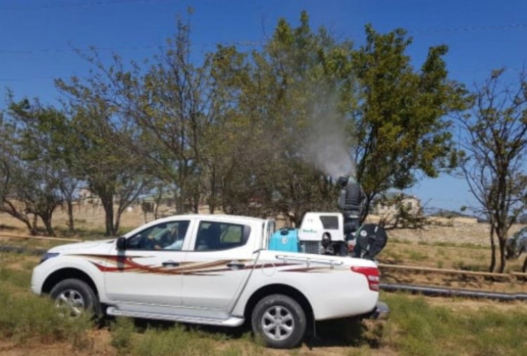 Amerika ağ kəpənəyinə qarşı mübarizə aparılır