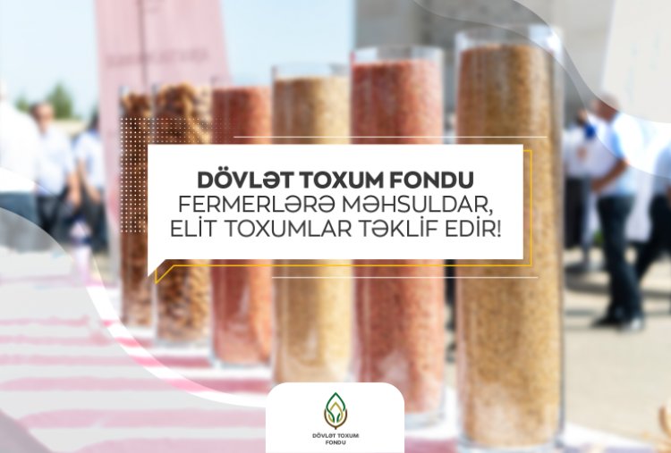 Dövlət Toxum Fondu fermerlərə məhsuldar, elit toxumlar təklif edir