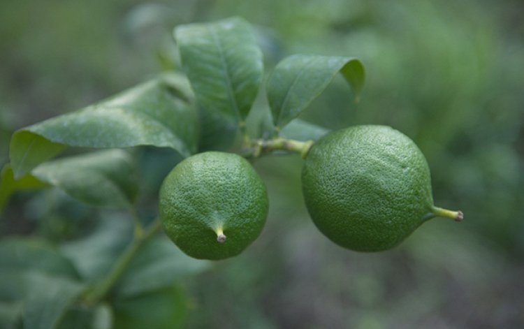 Azərbaycanda ilk dəfə berqamot bitkisi yetişdirilib