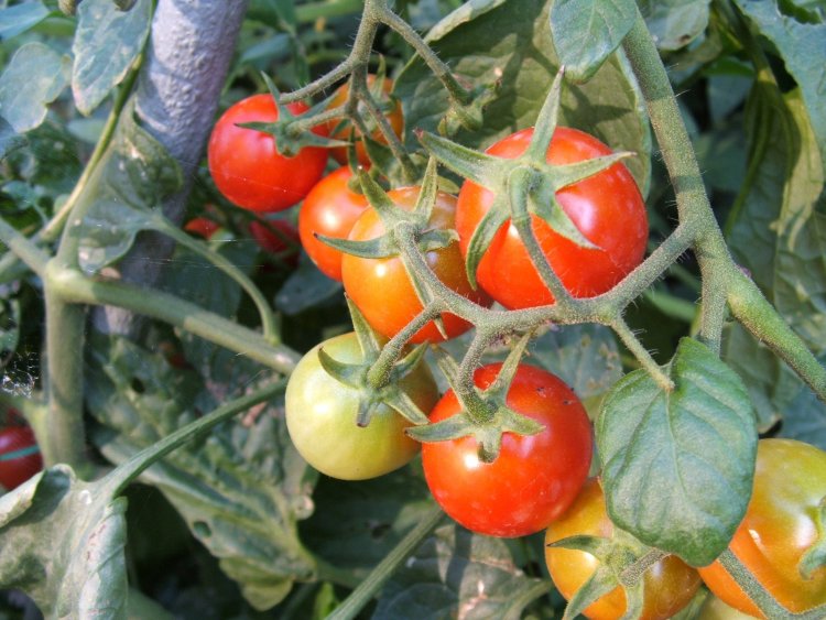 Pomidor şitilləri çürüyüb