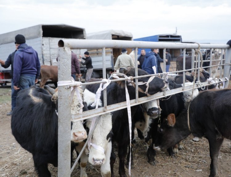 Heyvan bazarları nə vaxt bərpa olunacaq?