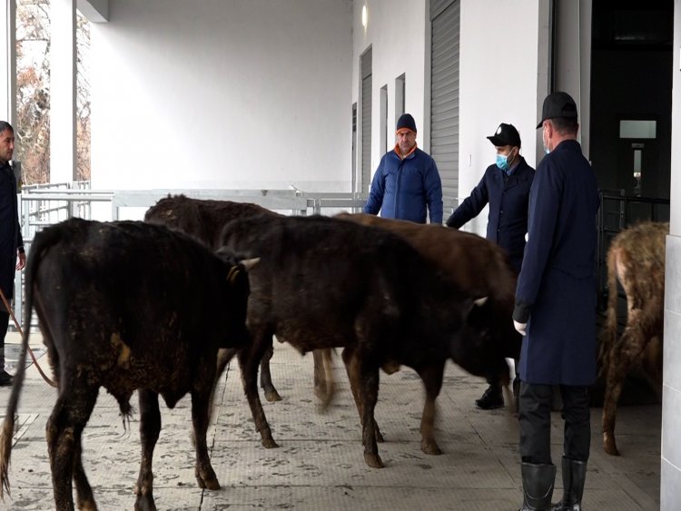Bu halda heyvanlar geri qaytarılır
