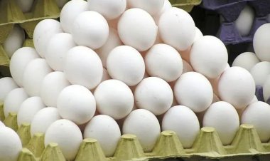 Azərbaycanda yumurta istehsalı 1%-dən çox artıb